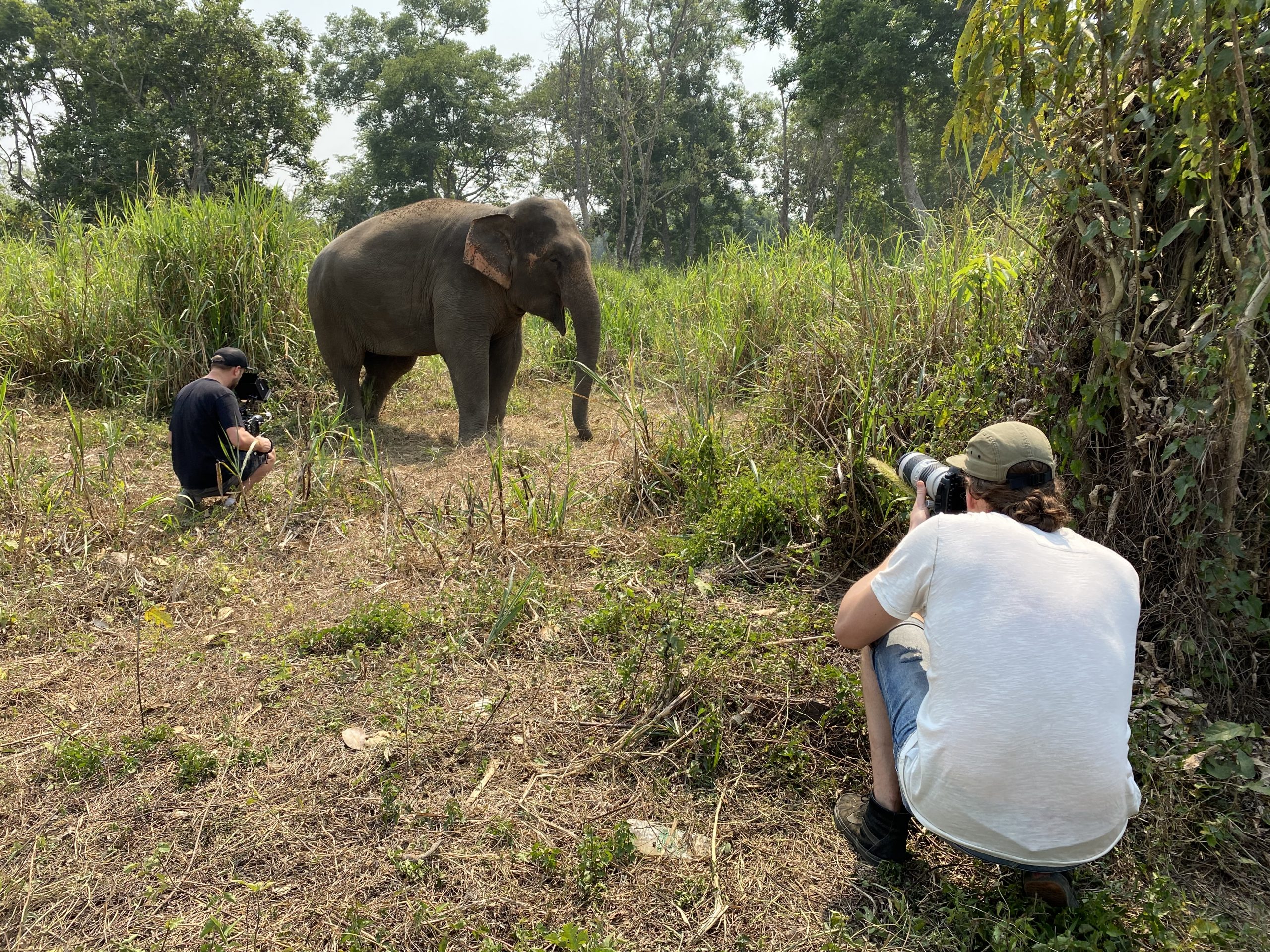 filming with animals